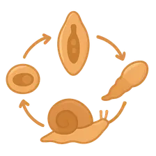 Parasitic life cycles