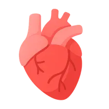 Cardiovascular Evaluation