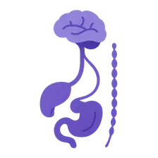 Visceral afferent pathways