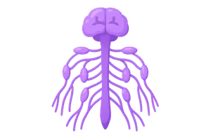 Autonomic nervous system anatomy
