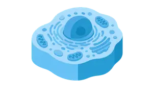 Cell, Tissue & Homeostasis