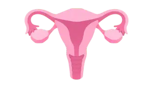 Reproductive System