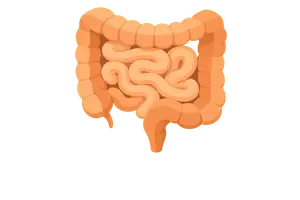 Gastrointestinal System