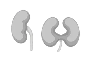 Anatomical Variations and Anomalies