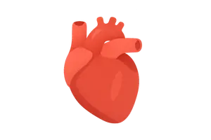 Cardiovascular System