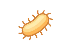 Bacteria