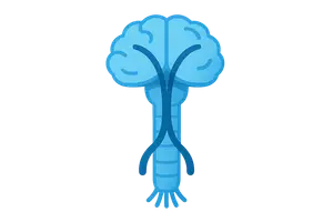 Corticospinal tracts