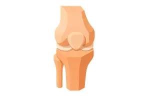 Musculoskeletal System
