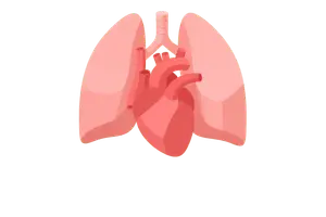 Thorax, Lung & Cardiovascular Assessment