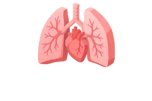 Cardiovascular, Respiratory & Immune Systems