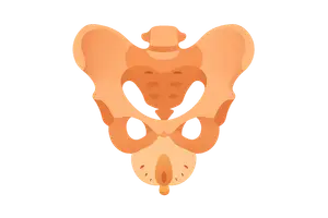 Pelvis and Perineum
