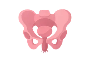 Pelvis/Perineum