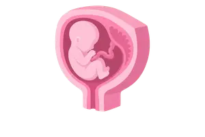 Reproduction, Development & Embryology