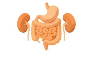 Digestive, Renal & Homeostatic Regulation