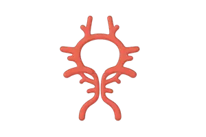 Vascular supply (Circle of Willis)