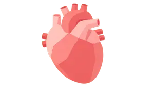 Cardiovascular System