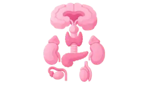 Endocrine System