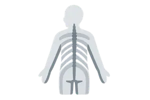 Dermatomes and myotomes