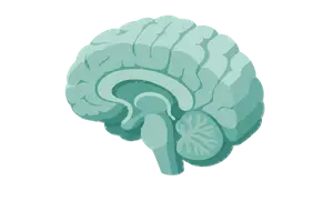 Learning & Memory