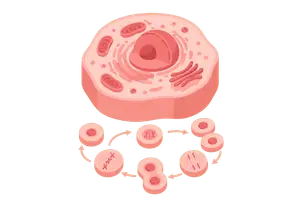 Eukaryotic Cell Structure & the Cell Cycle