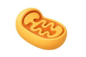 Energy Production and Metabolism