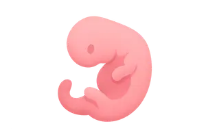 Embryology and Development