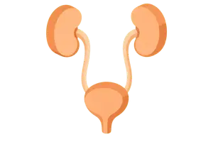 Renal & Urinary System