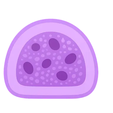 Lymphoid tissue histology