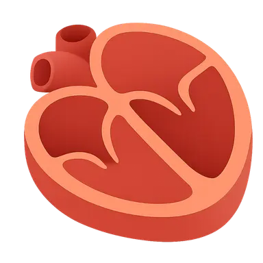 Cardiac cross-sections