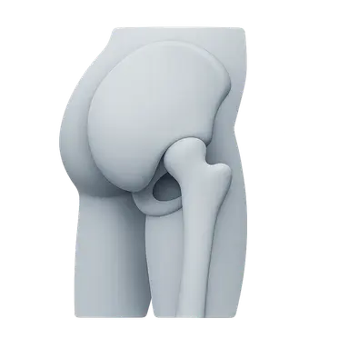 Gluteal Region and Hip