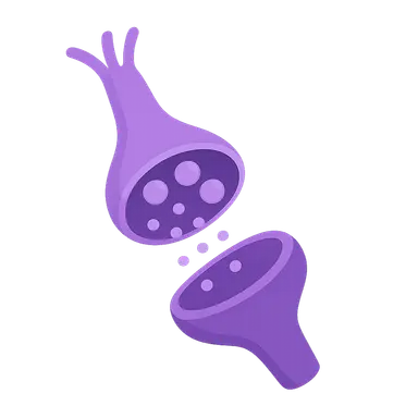 Synaptic Transmission