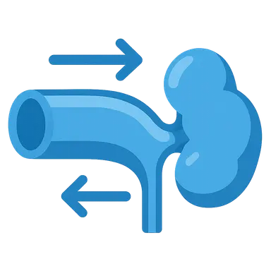 Autoregulation mechanisms