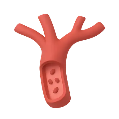 Arterial System Physiology