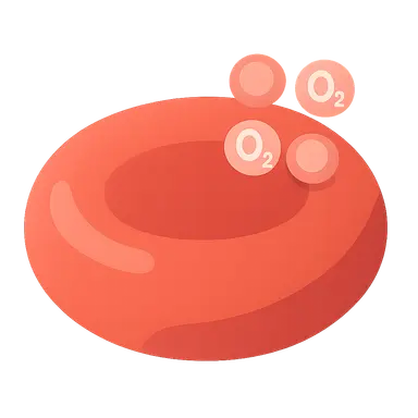 Hemoglobin-oxygen binding