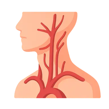 Vasculature of the Neck