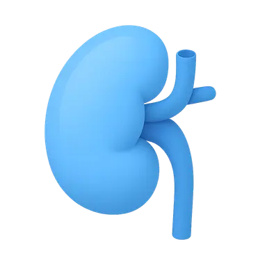 Renal Transplantation Pathology