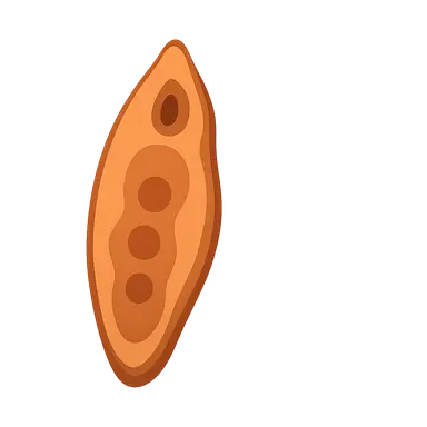 Trematodes (flukes)