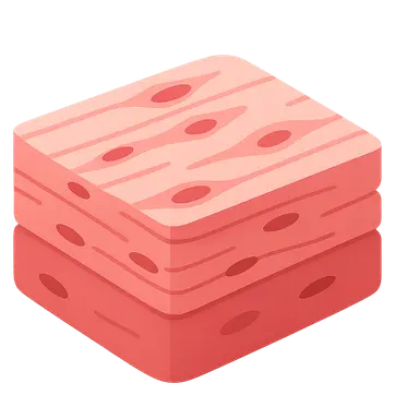 Cardiovascular histology