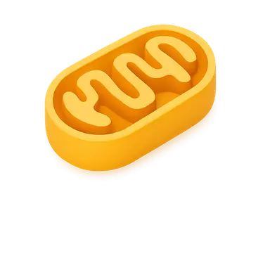 Cellular Energetics and Metabolism