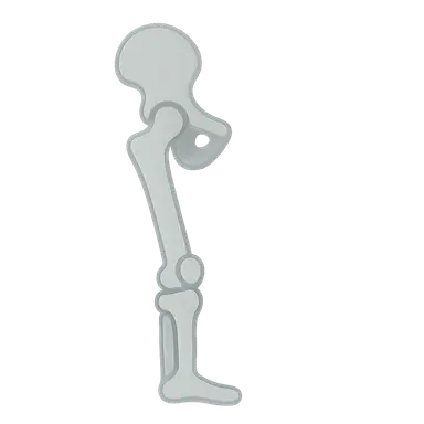 Joints of Lower Limb
