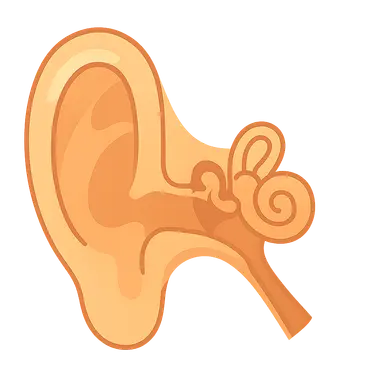 Anatomy of the Ear