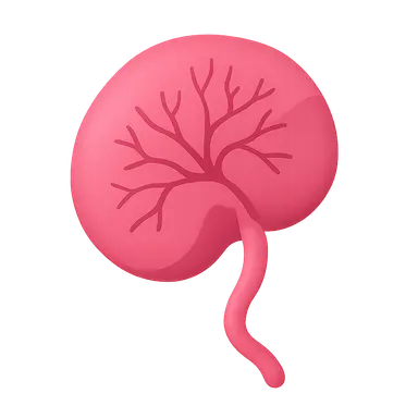 Placental development and function