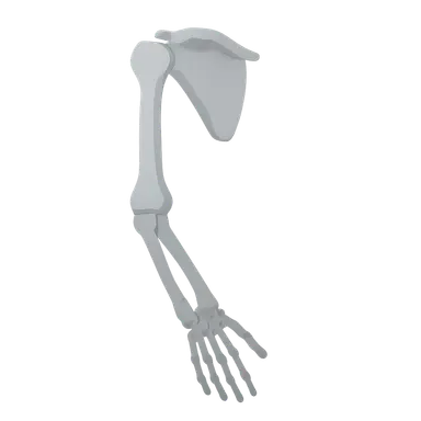 Bones and joints of upper limb