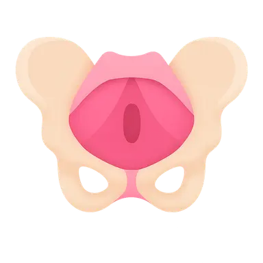 Pelvic floor muscles