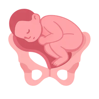 Cardinal movements of labor