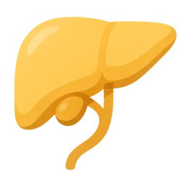 Bile production and secretion