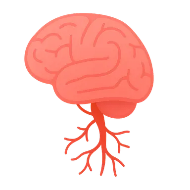 Neurovascular Anatomy