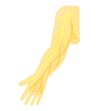 Nerves and blood supply of upper limb