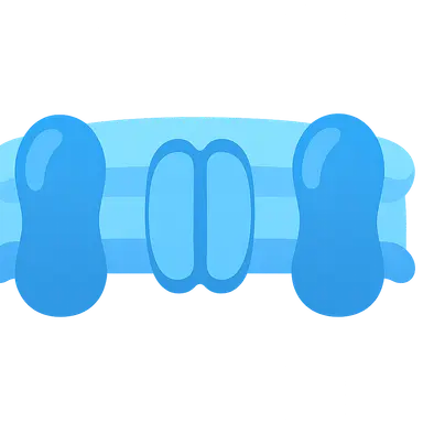 Membrane Transport Proteins