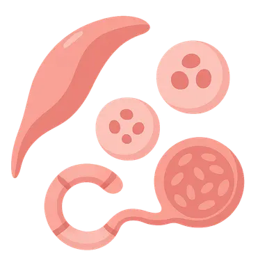 Malaria parasites and life cycle